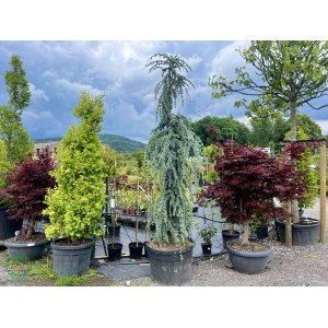 Céder atlantský (Cedrus atlantica) ´GLAUCA PENDULA´ - výška: 250-300 cm, kont. C130L (-23°C)